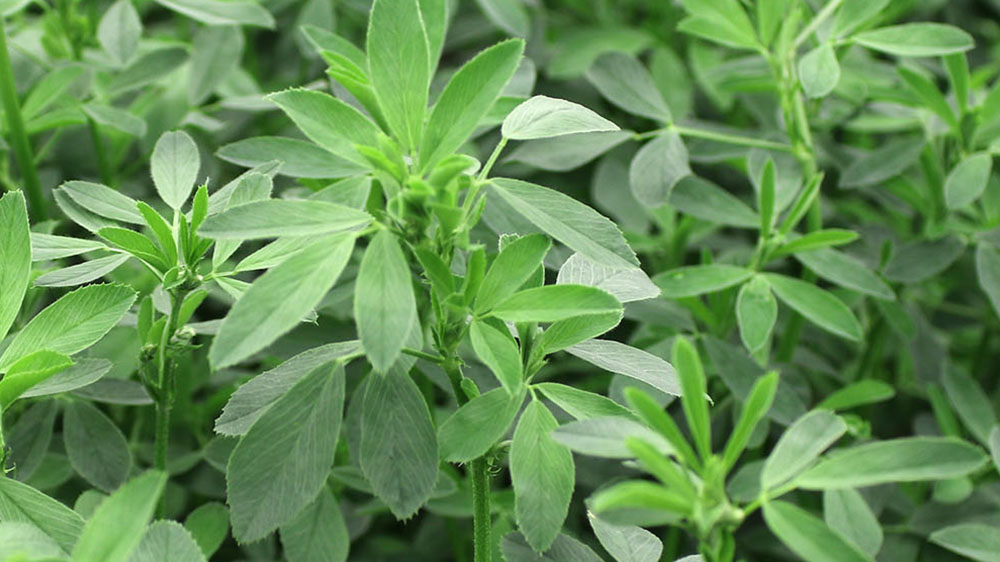 Forage First FF 54VQ52